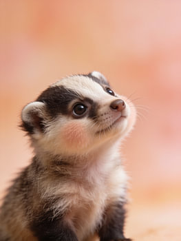 Portrait of a curious baby badger – animal poster
