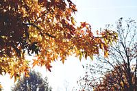 Autumn Sky