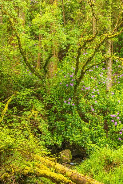 Rhododendren - Killarney (Irland) von Marcel Kerdijk