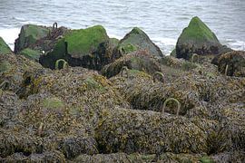 Bedekt van Huub Westendorp