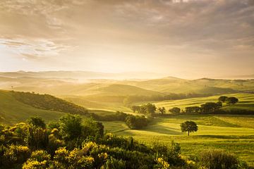 Un seul arbre au lever du soleil, Toscane, Italie sur Markus Lange