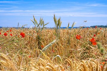 Des coquelicots dans un champ de blé sur ManfredFotos