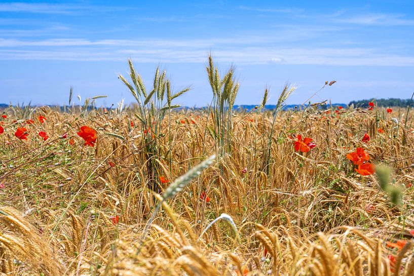 Poppies in cornfield by ManfredFotos
