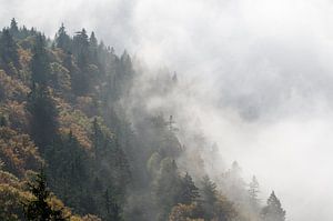 Nebelwald