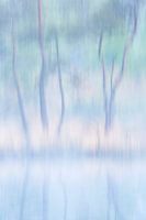 Abstracte bomen
