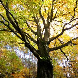 The Power of Trees by Thomas Zacharias