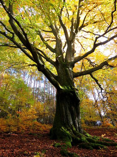 De kracht van bomen