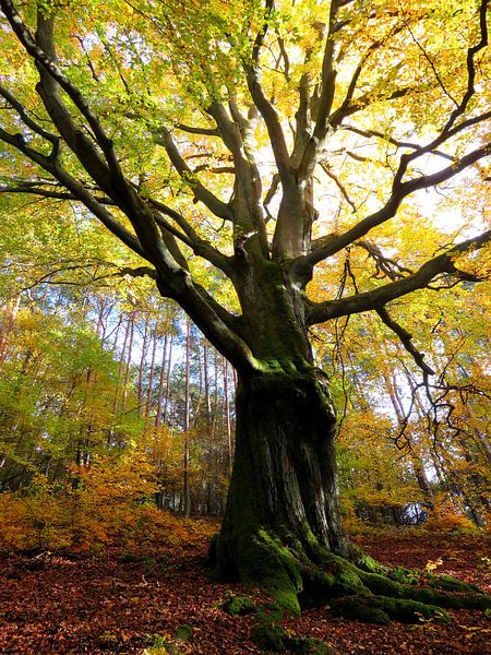 Le pouvoir des arbres par Thomas Zacharias