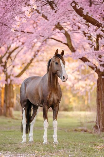 Horse by the blossom