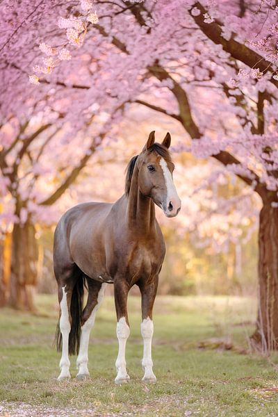 Pferd bei der Blüte von Daniëlle Kock