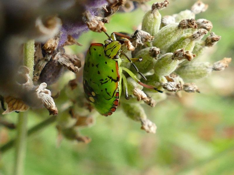 Green shieldbug by Dries Van Malder