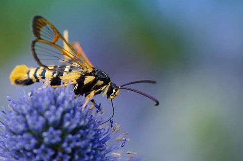 Eikenwespvlinder op bloem