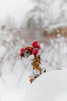 Bevroren bessen in de sneeuw