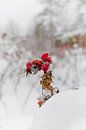 Bevroren bessen in de sneeuw von Thomas Poots Miniaturansicht