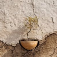 The Walls Relic