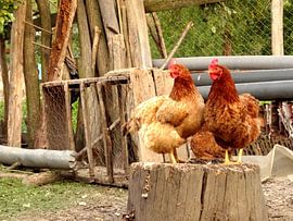 Kippen  by Wilma Rigo