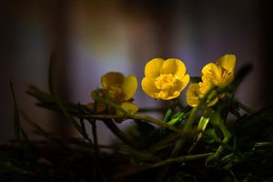 Butterblumen im Wald von René van der Horst