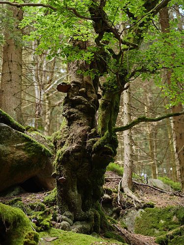 Alt wie ein Baum