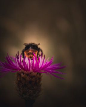 Cornflower bumblebee dark & moody van Sandra Hazes