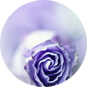 Purple breeze....(soft 2) (bloem) van Bob Daalder