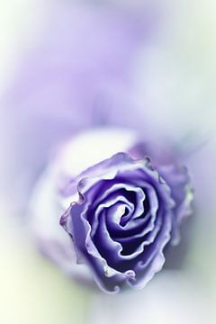 Purple breeze....(soft 2) (fleur) sur Bob Daalder