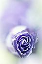 Purple breeze....(soft 2) (flower) by Bob Daalder thumbnail