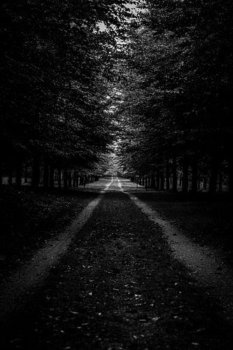 Route sombre dans la forêt de la Veluwe, bordée d'une rangée d'arbres