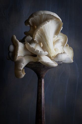 Oesterzwam op een voetstuk