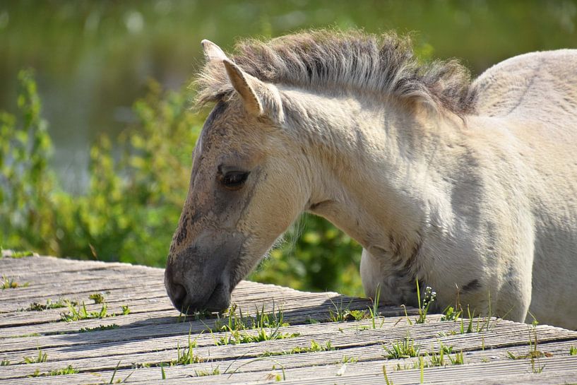 konik foal by Marjan Verloop