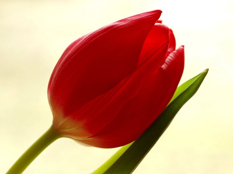 Red Tulip 2 van Marjon van Vuuren