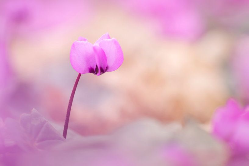Cyclamen van Daniela Beyer