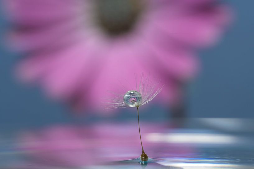 Dandelion Fluff by Adriaan Westra