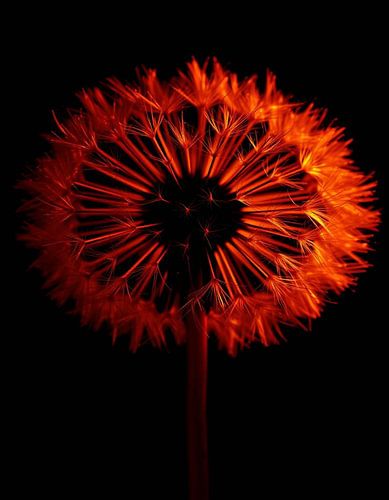 „Ember Dandelion VI“