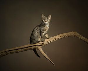 Katze am Stiel