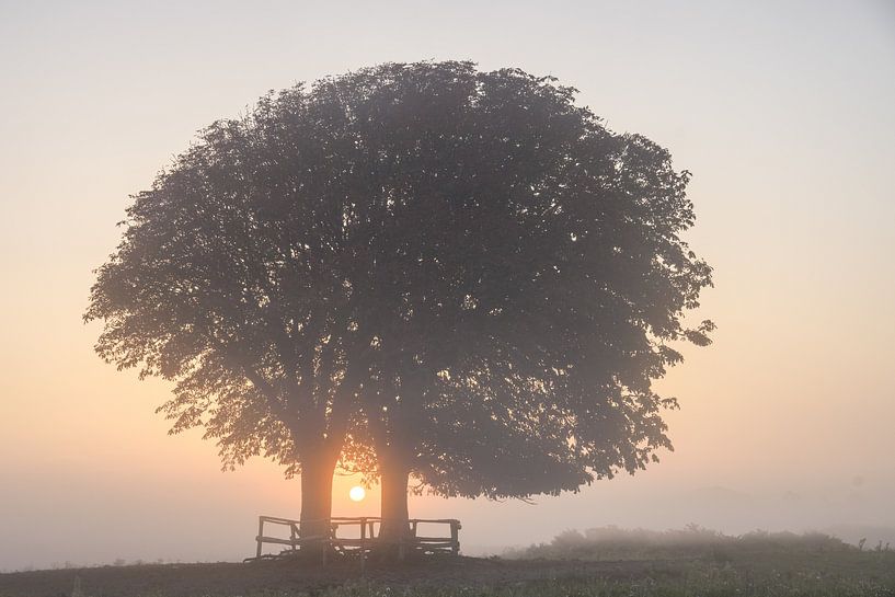 Bomen op Lentevreugd van Dirk van Egmond