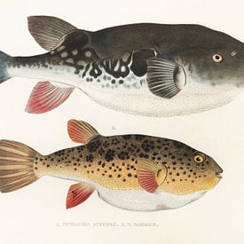 Tetraodon Rubripes, T. Pardalis, Philipp Franz Balthasar von Siebold van Fish and Wildlife