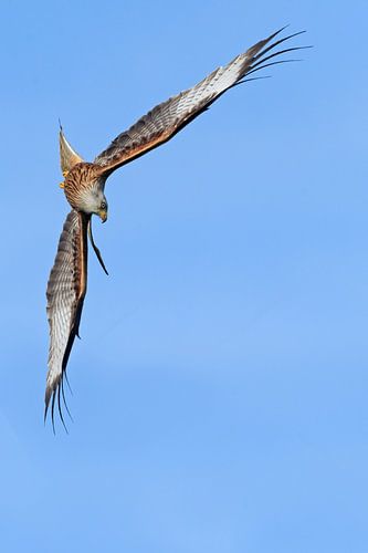 Rode Wouw in duikvlucht in Engeland