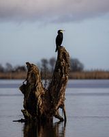 Cormorant resting on a tree stump
