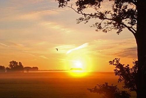 zonsopkomst met vogel