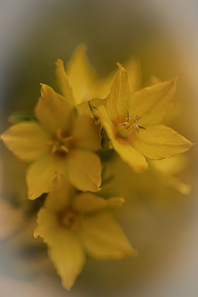 Blume von Ron Kleinjans