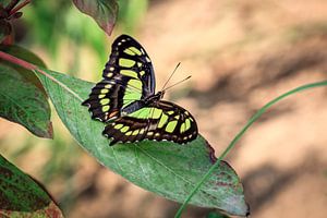 Malachite Butterfly von Tim Abeln