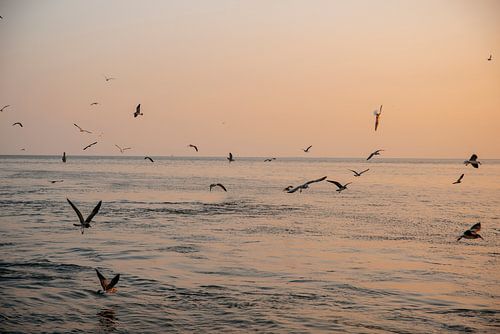 Zeemeeuwen in de zonsondergang