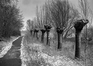 Les saules de Pollard dans la neige sur Han van der Staaij