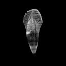 Tulpenblad van Vers Licht Fotografie thumbnail
