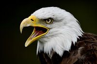 Amerikaanse zeearend