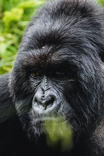 Wächter der Berge - Berggorillas in ihrem natürlichen Reichtum