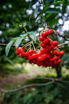 Rote Beeren in der Wildnis