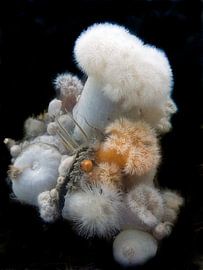 Groepje Anjelieren by Casper Douma