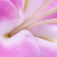 Gladde zachtroze macro abstracte bloemhoofdjes - nummer 6