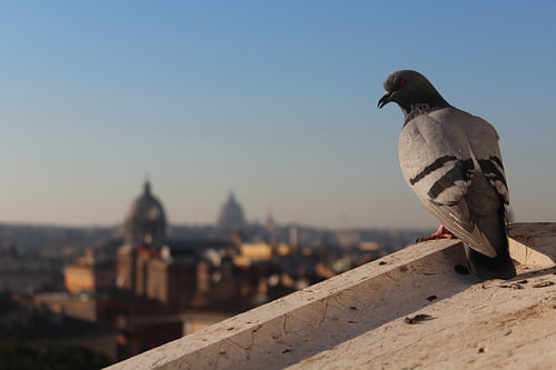 Duif in Rome